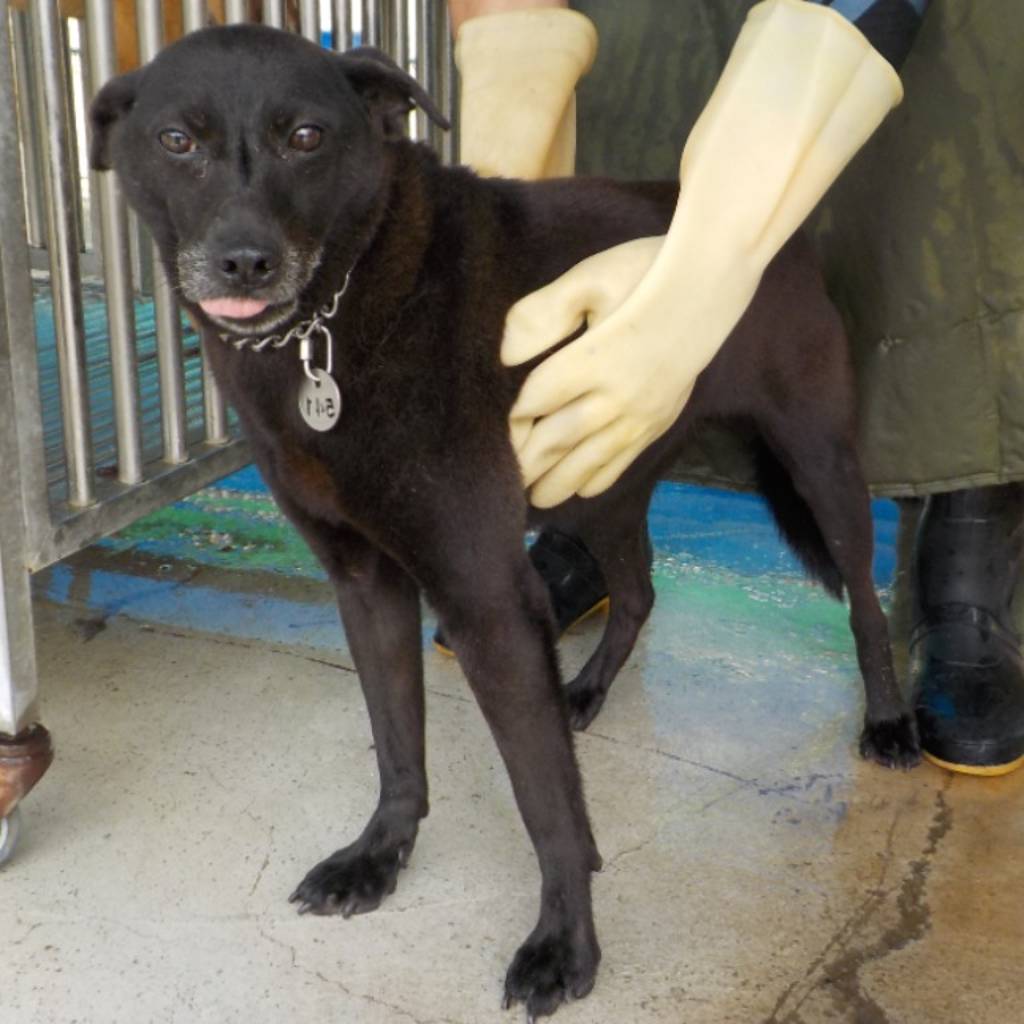 HAAAG1060324541 照片 1