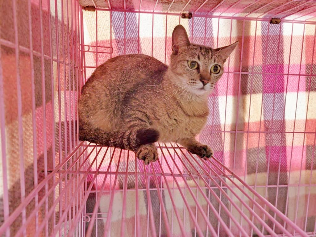 VAAAG113042407 照片 1