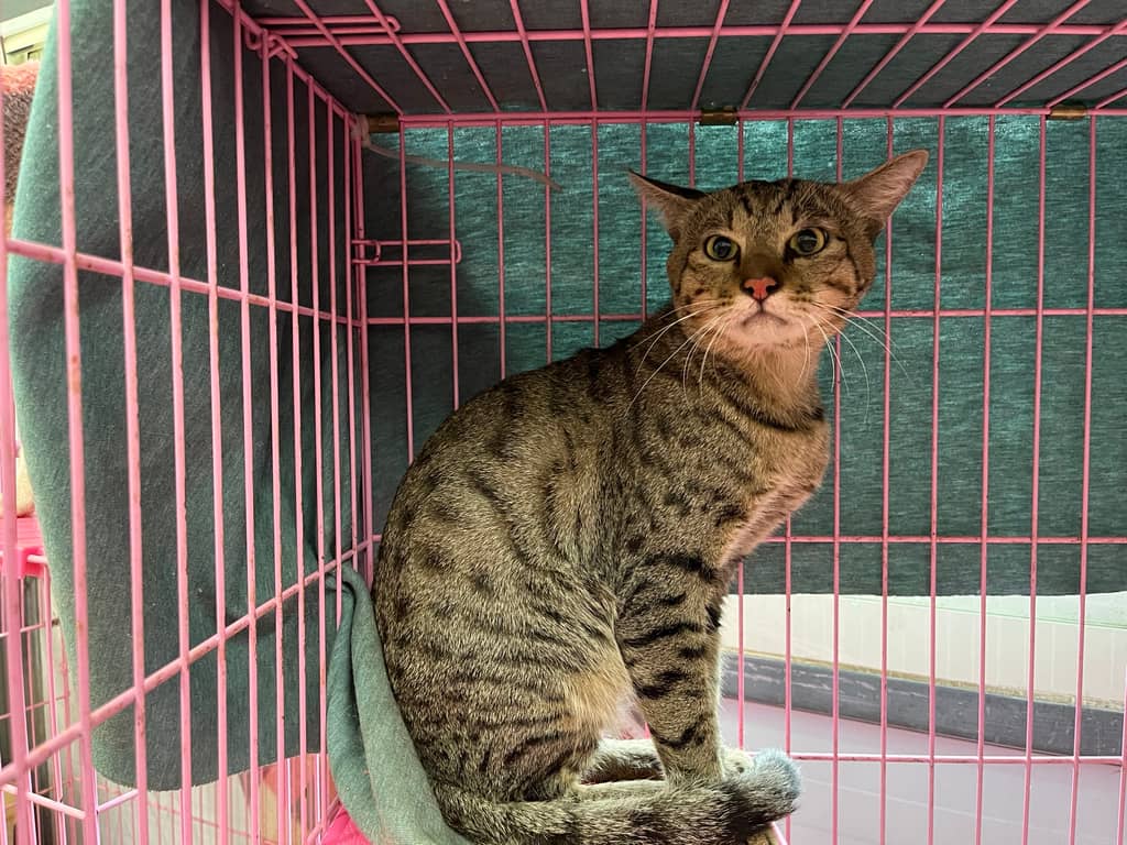VAAAG113082901 照片 1