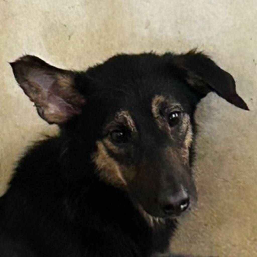 PAAAG1120510013 照片 1