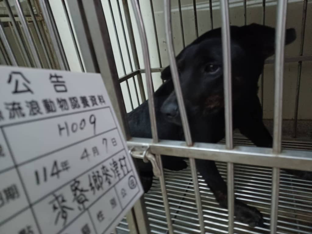 114-H009D 照片 2