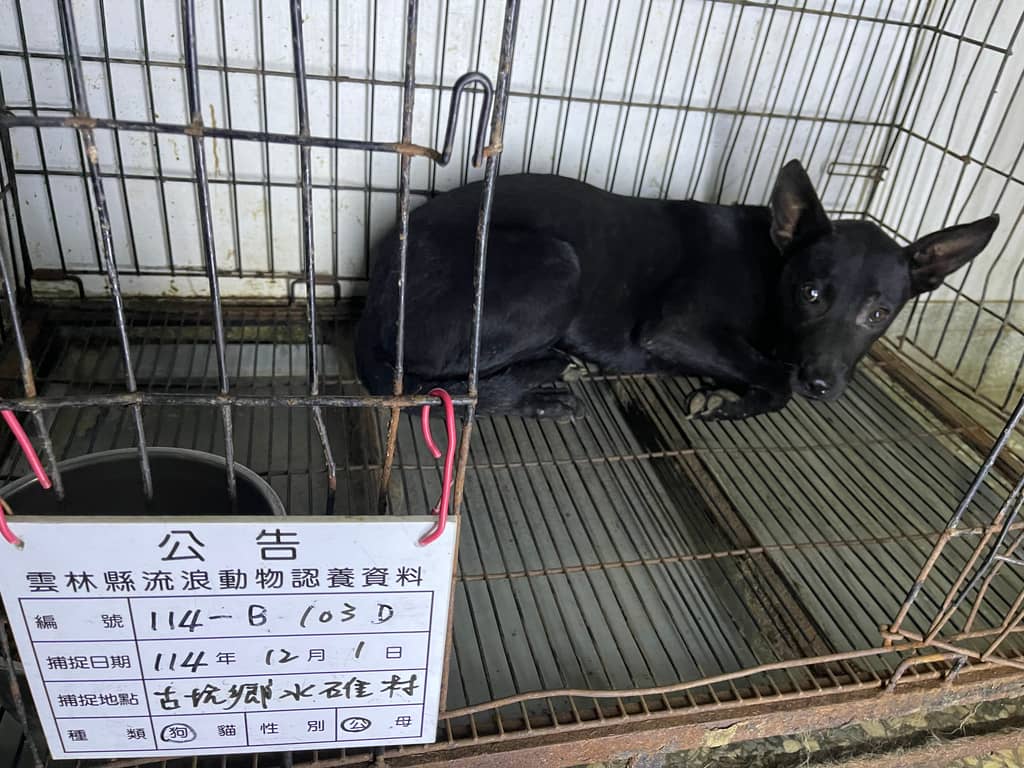 114-B103D 照片 2