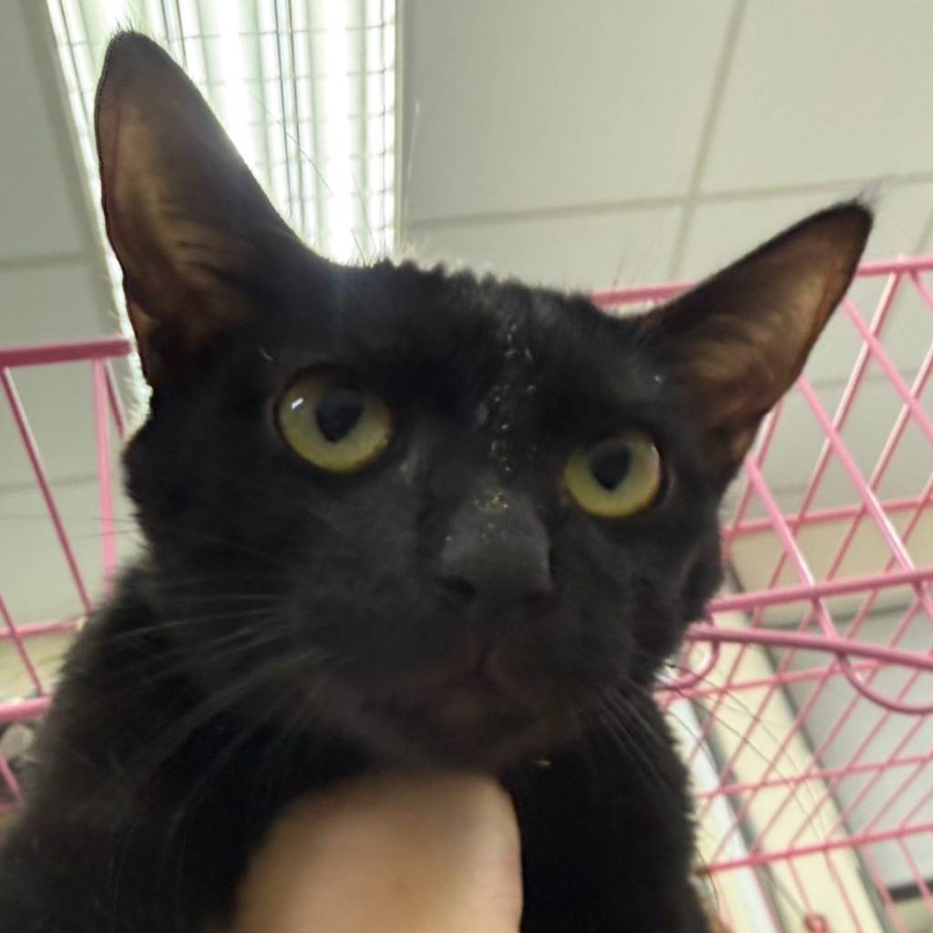 S14C1218-05 照片 2