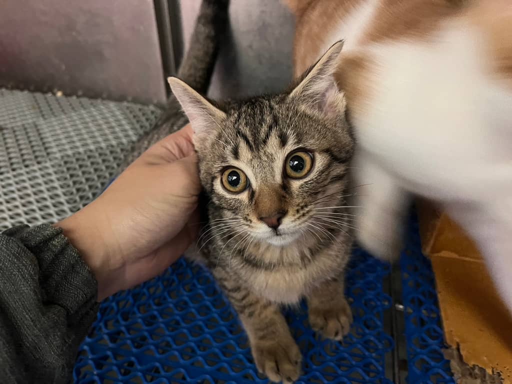 CAAAG1150118002 照片 2