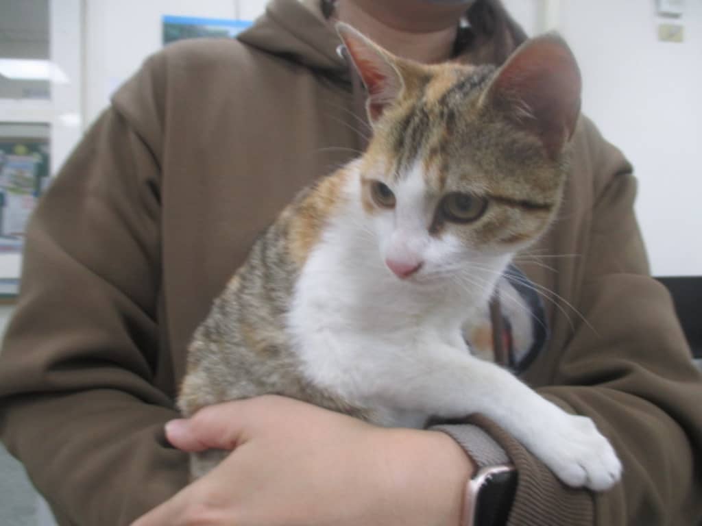 CAAAG1150121002 照片 2