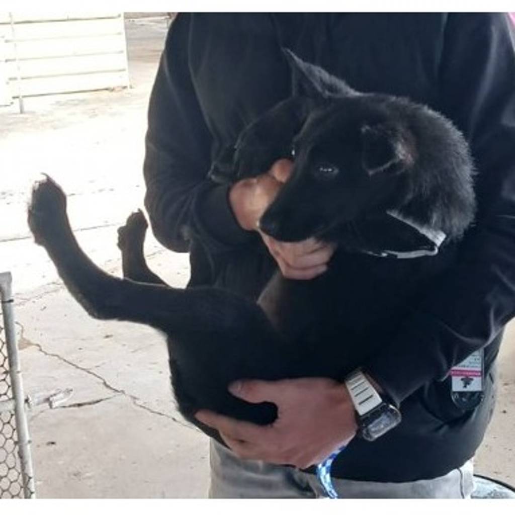 115-H017D 照片 2