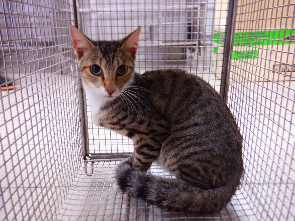 HAAAG1150924C1 照片 2