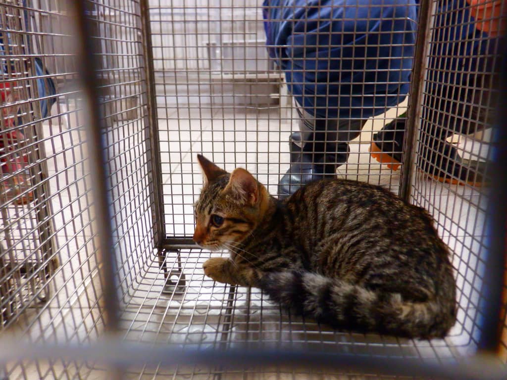 HAAAG1150924C2 照片 2