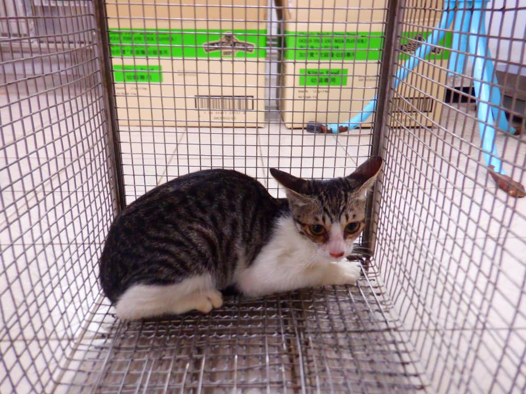 HAAAG1150924C3 照片 2