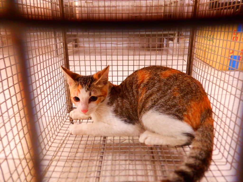 HAAAG1150929C6 照片 2