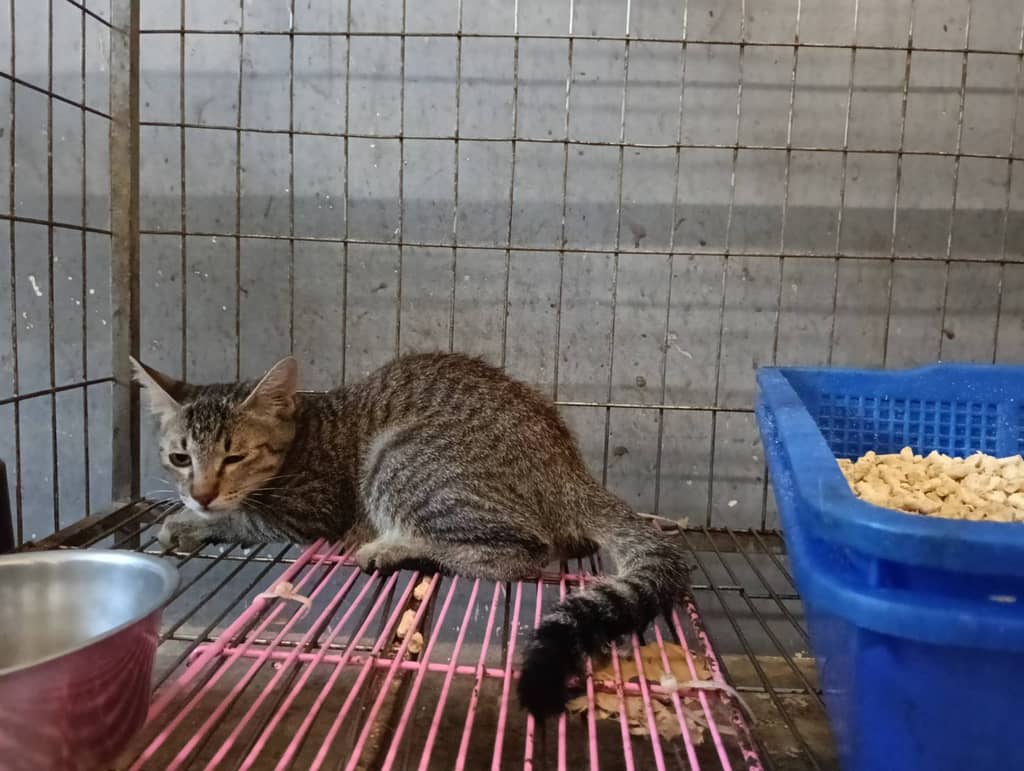 RAAAG1151005005 照片 2