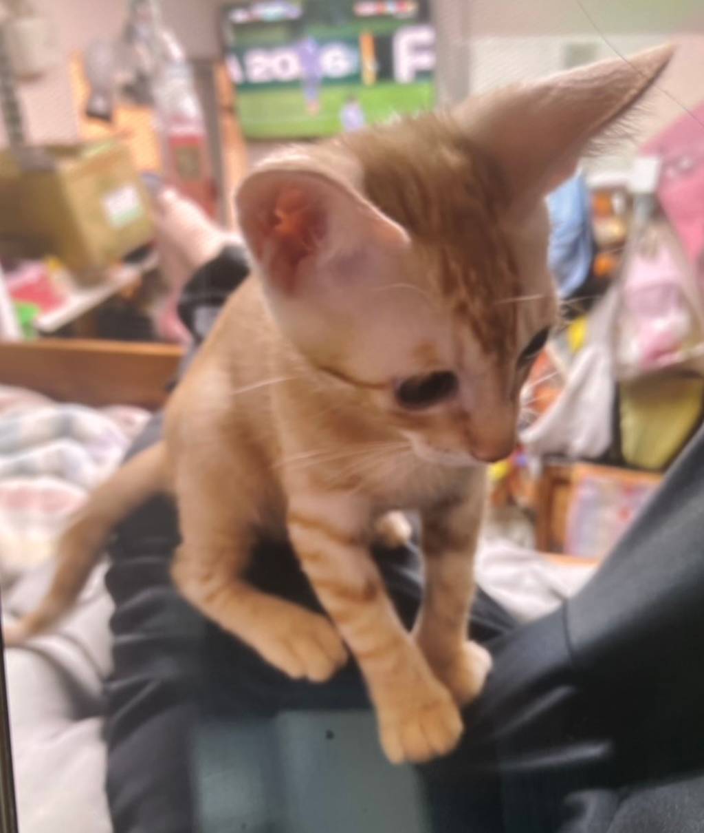 AAAHG1151007003 照片 2