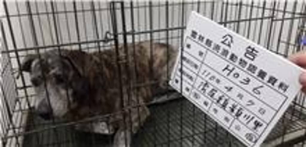 110-H036D 照片 1