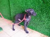 HAAAG1150504277